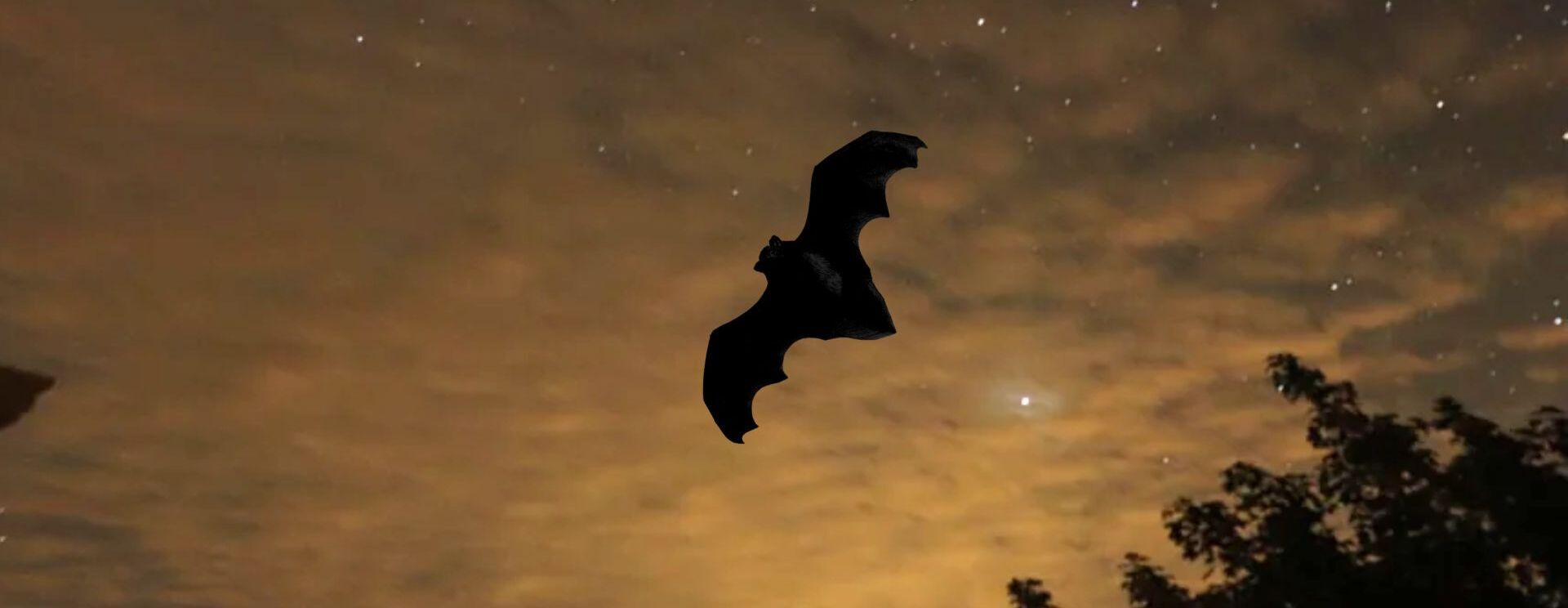 Jenner Wood V Citizen Science Program: Mystery Night Hike